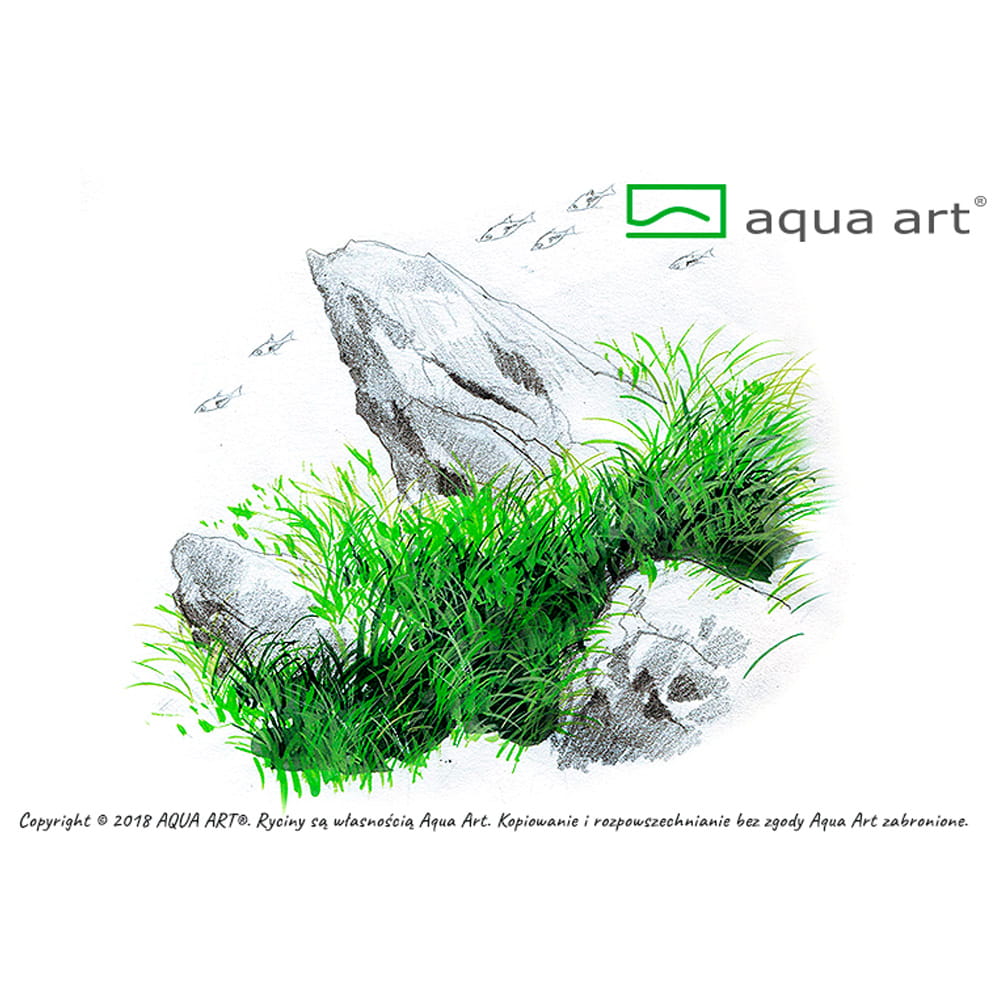 Eleocharis Acicularis 'Mini' In Vitro Kubek.jpg